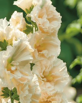 Stockrosfrön Majorette Champagne Alcea Rosea ettårig