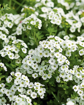 Alyssumfrön Lobularia Maritima ettårig Snowcloth