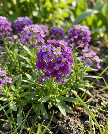 Luktalyssum Royal Carpet (Lobularia maritima) – ettåriga frön från SeedsChoice