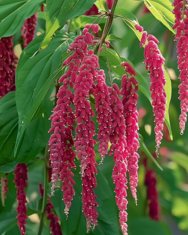 Frön till Love Lies Bleeding (Amaranthus caudatus) – ettårig blomma