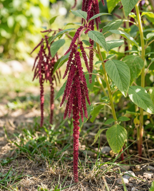 Love Lies Bleeding (Amaranthus caudatus) – frön för ettårig blomma från SeedsChoice