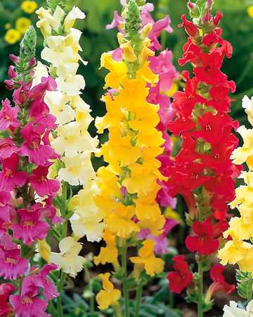 Lejonmun hög blandning frön (Antirrhinum majus) – ettårig blomma