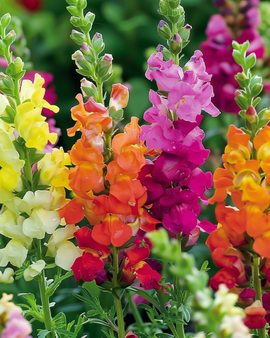 Lejonmyntsfrön Antirrhinum majus ettårig blandning halvhög