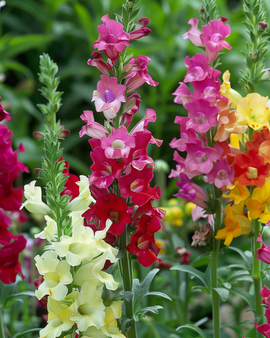Lejonmyntsfrön Antirrhinum majus tetraploid blandad ettårig