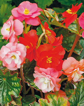 Begonia Frön Blandade Begonia Semperflorens Ettårig