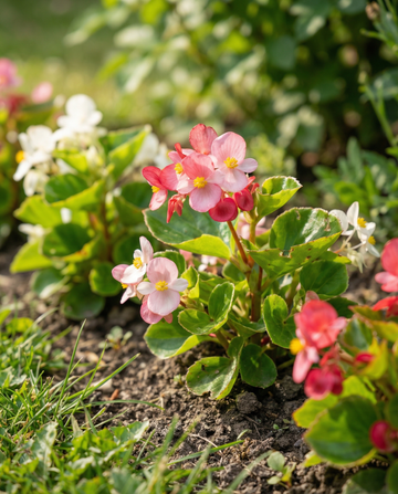Blandad (Begonia semperflorens) – frön för ettårig blandning från SeedsChoice
