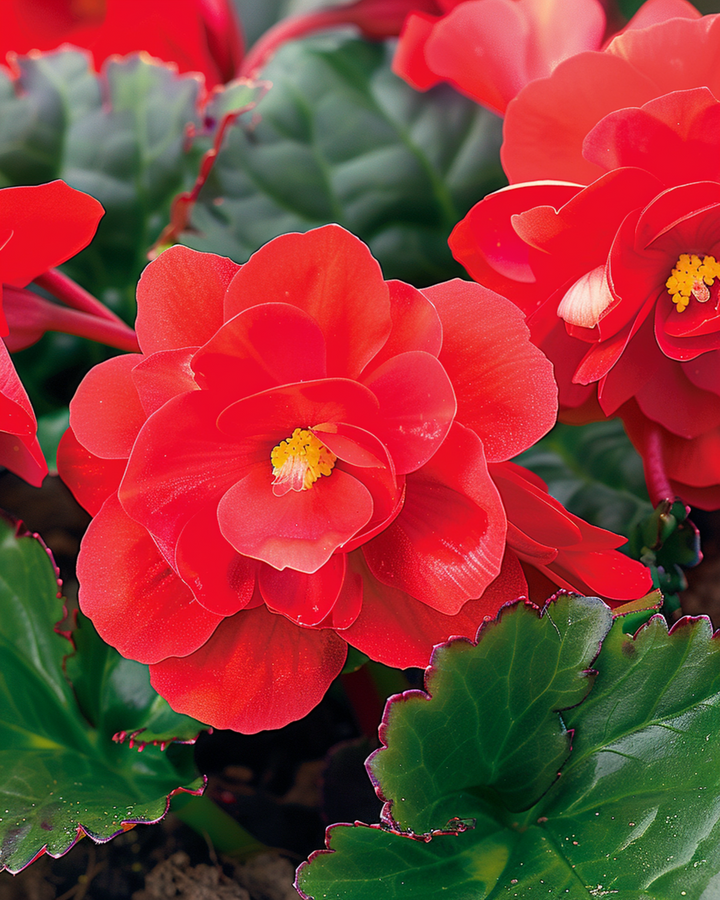 Red Comet frön (Begonia semperflorens) – ettårig
