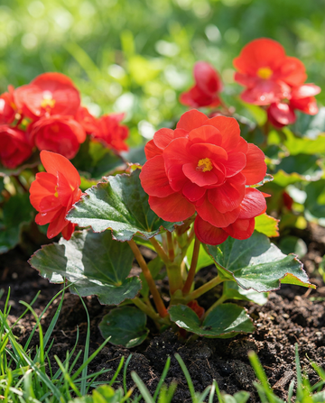 Red Comet (Begonia semperflorens) – ettåriga frön från SeedsChoice