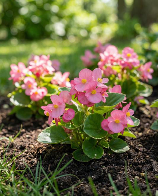 Rose Comet F1 Pink (Begonia semperflorens) – ettåriga frön från SeedsChoice