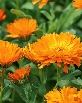 Ringblommafrön Radio Orange Calendula officinalis ettårig