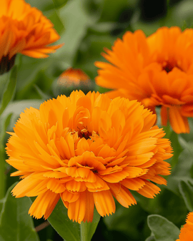 Ringblommafrön Orange King Calendula officinalis ettårig