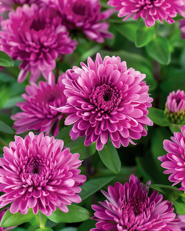 Sommarasterfrön Bambina Carmine (Callistephus chinensis) – ettårig
