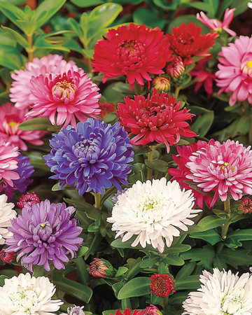 Aster Dwarf Waldersee frön (Callistephus chinensis) – ettårig