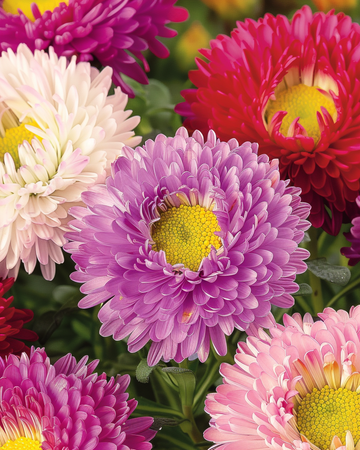 Aster Powderpuffs Mixed frön (Callistephus chinensis) – ettårig blandning