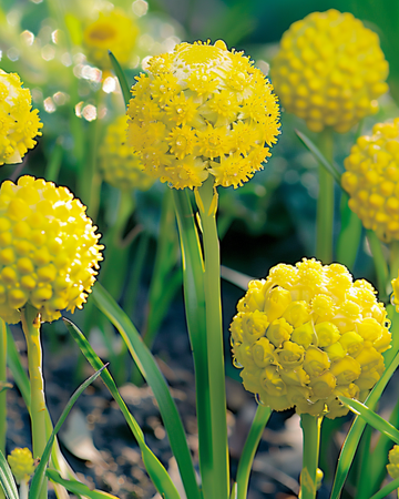Ananasflorafrön (Cephalophora aromatica) – ettårig blomma