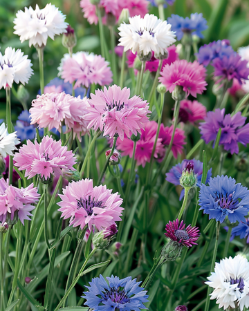 Blåklint Blandad frön (Centaurea cyanus) – ettårig blomma