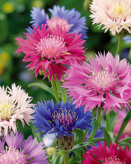 Frön av sultansblomster Centaurea Moschata ettårig blandade färger