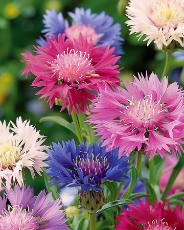 Frön av sultansblomster i blandade färger (Centaurea moschata) – ettårig blandning
