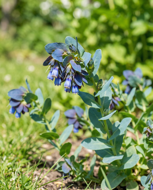 Bivaxblomma Pride Of Gibraltar (Cerinthe major) – ettåriga blomsterfrön från SeedsChoice