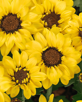 Sädesrättika frön Eldorado Chrysanthemum segetum ettårig