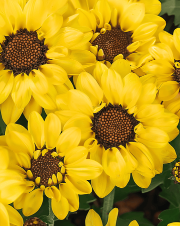 Sädesrättika Eldorado frön (Chrysanthemum segetum) – ettårig blomma