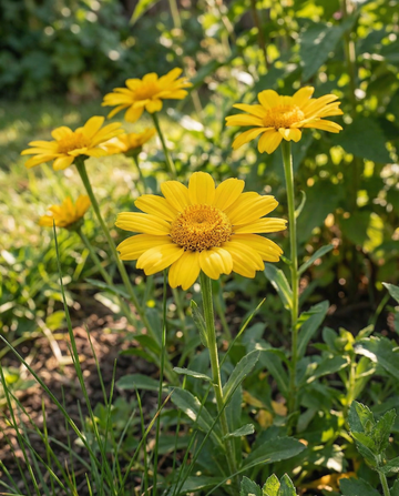 Sädesrättika Eldorado (Chrysanthemum segetum) – ettåriga blomsterfrön från SeedsChoice