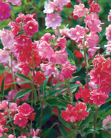Double Flowered Mixed frön (Clarkia unguiculata) – ettårig blomma