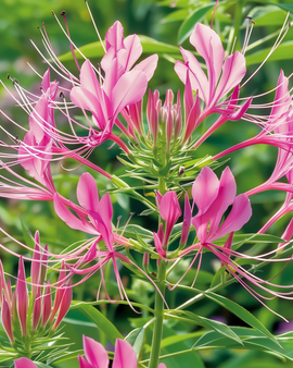 Spindelblomma Rose Queen frön Cleome hassleriana ettårig blomma