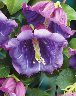 Klockrankfrön Cobaea scandens ettårig klätterväxt med lila blommor