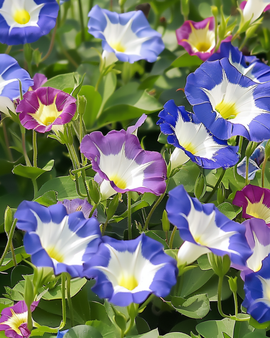 Convolvulus Tricolor frön – ettårig blandning Convolvulus Tricolor