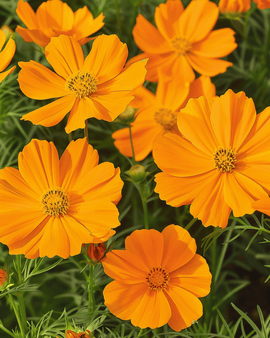 Cosmos Sunset frön – Cosmos Sulphureus ettårig blomma
