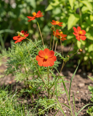 Sunset (Cosmos sulphureus) – frön för ettåriga blommor från SeedsChoice
