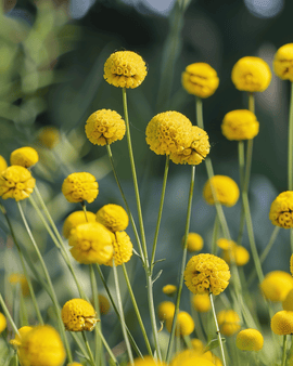 Drumstick-frön Craspedia globosa ettårig blomma
