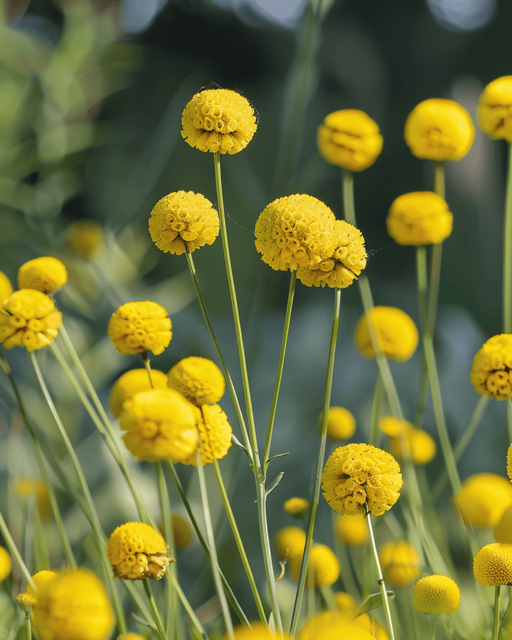 Drumstick-frön (Craspedia globosa) – ettårig blomma
