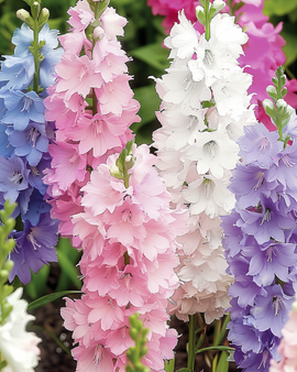 Riddarsporrsfrön Delphinium Ajacis hyacintblommande blandning ettårig