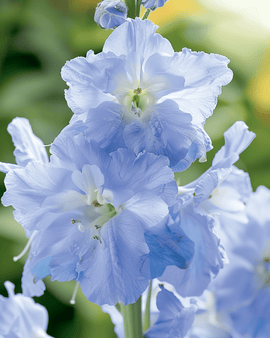Riddarsporrsfrön Summer Blues Delphinium Grandiflorum ettårig