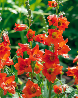 Riddarsporrsfrön Delphinium Nudicaule Fox ettårig orange-röd