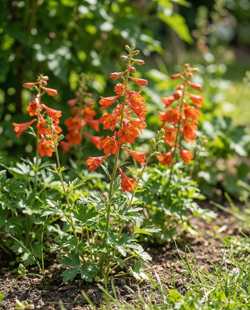 Riddarsporre Fox Orange Red (Delphinium nudicaule) – ettåriga frön från SeedsChoice
