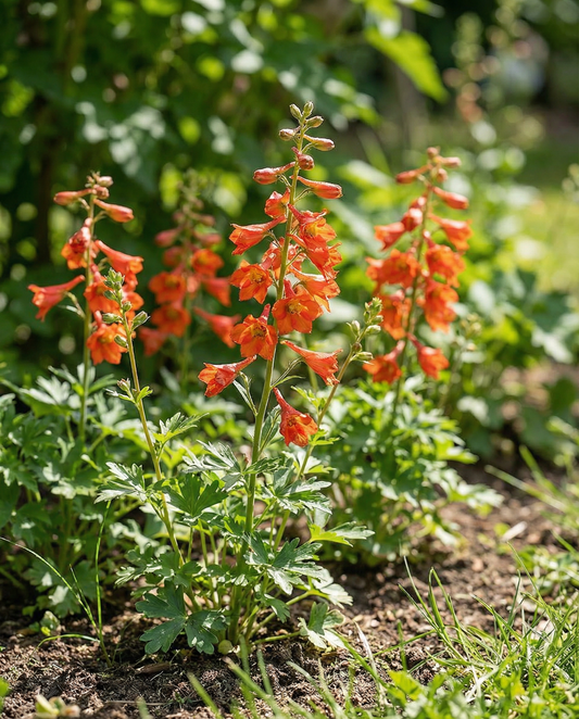 Riddarsporre Fox Orange Red (Delphinium nudicaule) – ettåriga frön från SeedsChoice