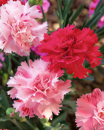 Chabaud Carnation frön (Dianthus caryophyllus) – ettårig blandning