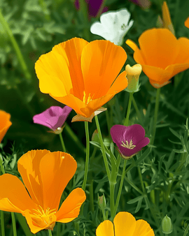 Ettåriga blomsterfrön Eschscholtzia californica enkelblommig blandning ettårigt