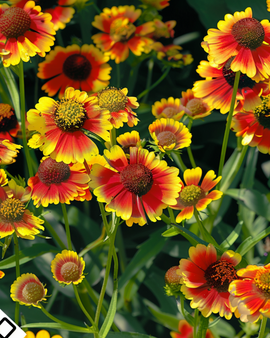 Helenium frön Rotgold Hybrid Helenium autumnale flerårig