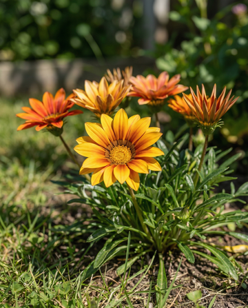 Treasure Sunshine Mix (Gazania splendens) – ettåriga blomsterfrön från SeedsChoice