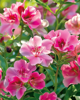 Godetia frön Clarkia amoena ettårig Mixed Single Flowered