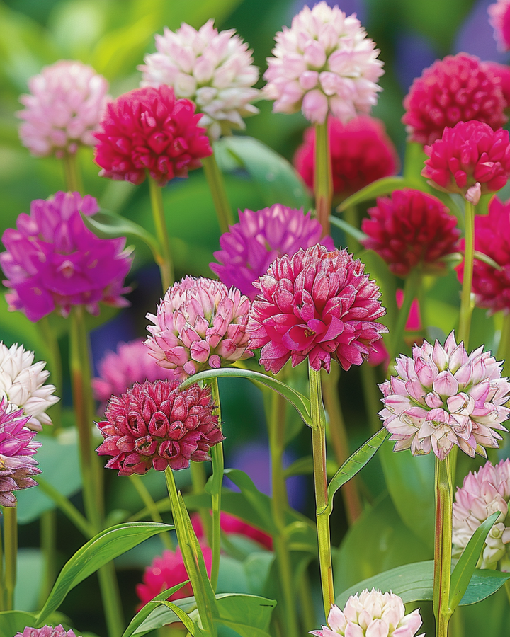 Globe Amaranth Mixed frön (Gomphrena globosa) – ettårig blomma