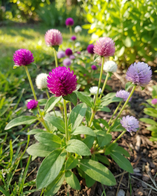 Globe Amaranth Mixed (Gomphrena globosa) – ettåriga blomsterfrön från SeedsChoice