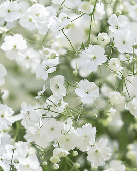Frön till Baby's Breath Covent Garden – Gypsophila elegans, ettårig