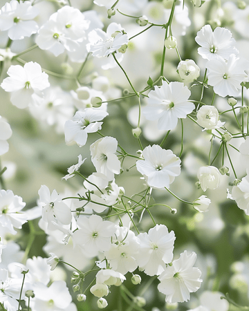 Frön till Baby's Breath Covent Garden (Gypsophila elegans) – ettårig