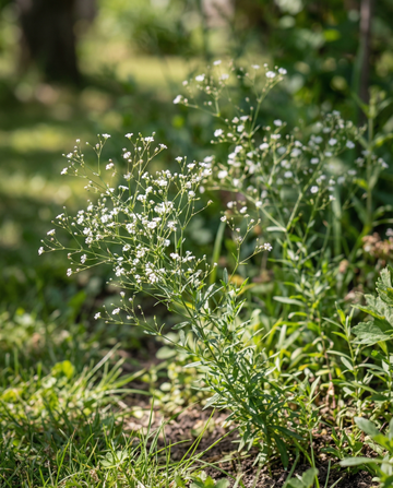 Baby's Breath Covent Garden (Gypsophila elegans) – ettåriga frön från SeedsChoice