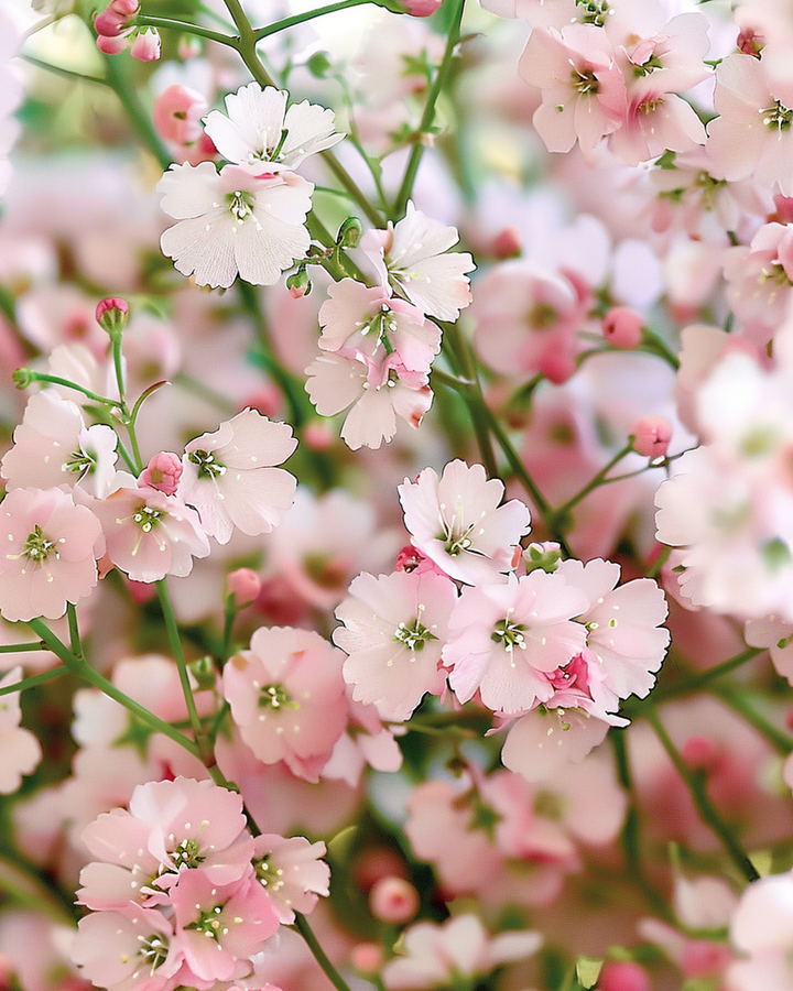 Frön till Baby's Breath Pink (Gypsophila elegans) – ettårig blomma